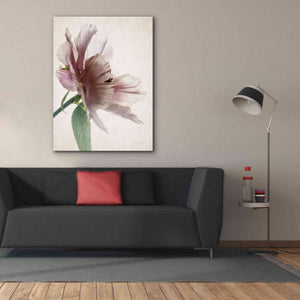 'Translucent Peony II' by Debra Van Swearingen, Canvas Wall Art,40 x 54