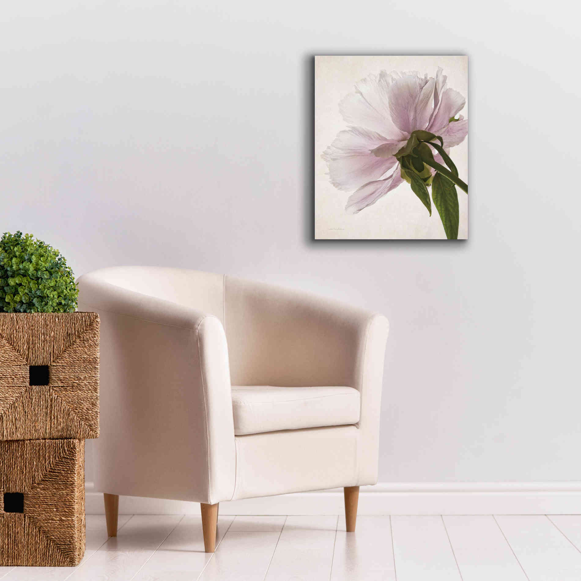 'Translucent Peony III' by Debra Van Swearingen, Canvas Wall Art,20 x 24