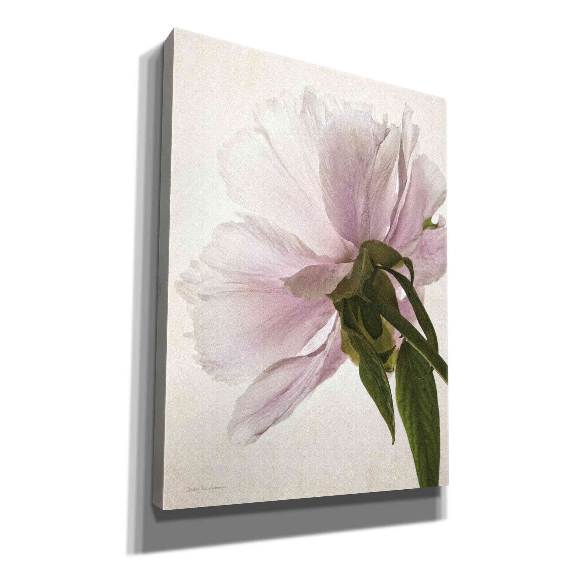 'Translucent Peony III' by Debra Van Swearingen, Canvas Wall Art,12x16x1.1x0,20x24x1.1x0,26x30x1.74x0,40x54x1.74x0