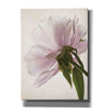 'Translucent Peony III' by Debra Van Swearingen, Canvas Wall Art,12x16x1.1x0,20x24x1.1x0,26x30x1.74x0,40x54x1.74x0