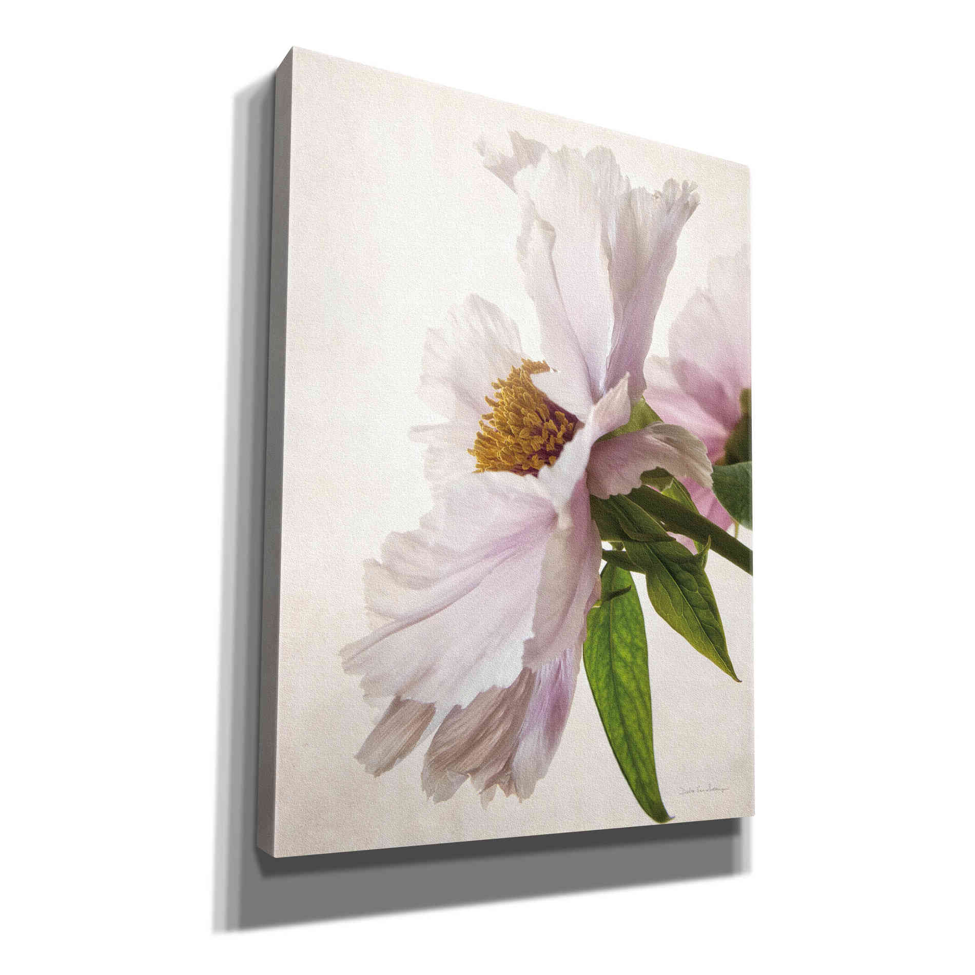 'Translucent Peony IV' by Debra Van Swearingen, Canvas Wall Art,12x16x1.1x0,20x24x1.1x0,26x30x1.74x0,40x54x1.74x0