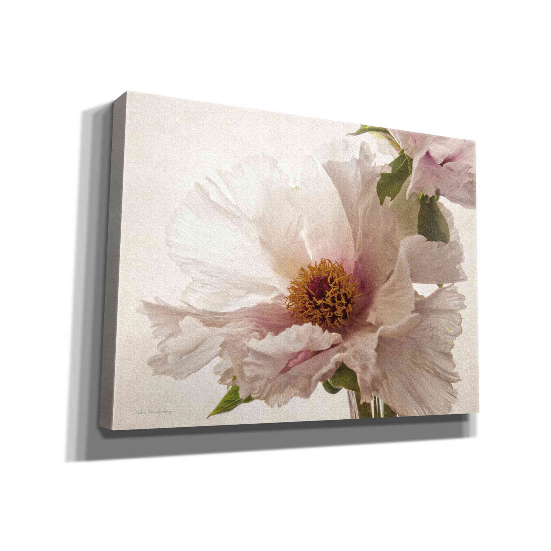 'Translucent Peony V' by Debra Van Swearingen, Canvas Wall Art,16x12x1.1x0,24x20x1.1x0,30x26x1.74x0,54x40x1.74x0