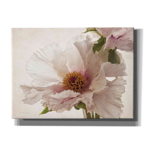 Image of 'Translucent Peony V' by Debra Van Swearingen, Canvas Wall Art,16x12x1.1x0,24x20x1.1x0,30x26x1.74x0,54x40x1.74x0