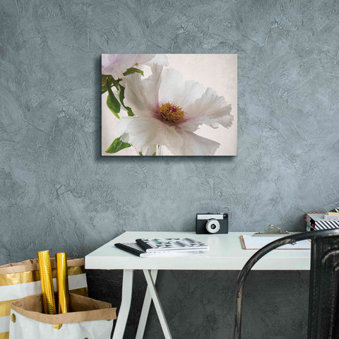 Image of 'Translucent Peony VI' by Debra Van Swearingen, Canvas Wall Art,16 x 12