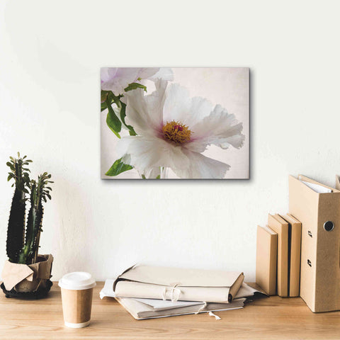 Image of 'Translucent Peony VI' by Debra Van Swearingen, Canvas Wall Art,16 x 12