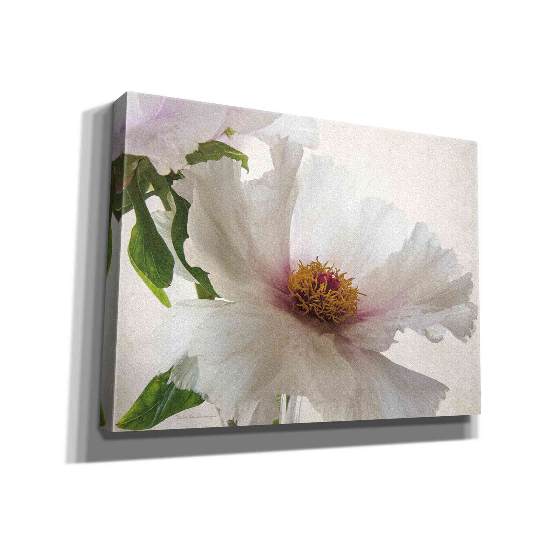 'Translucent Peony VI' by Debra Van Swearingen, Canvas Wall Art,16x12x1.1x0,26x18x1.1x0,34x26x1.74x0,54x40x1.74x0