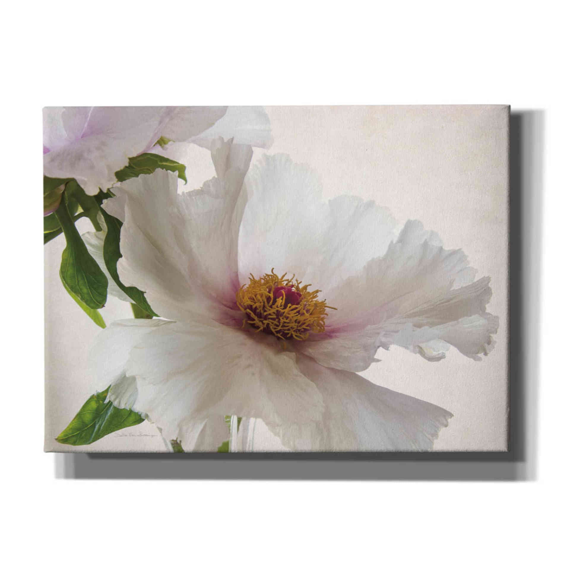 'Translucent Peony VI' by Debra Van Swearingen, Canvas Wall Art,16x12x1.1x0,26x18x1.1x0,34x26x1.74x0,54x40x1.74x0
