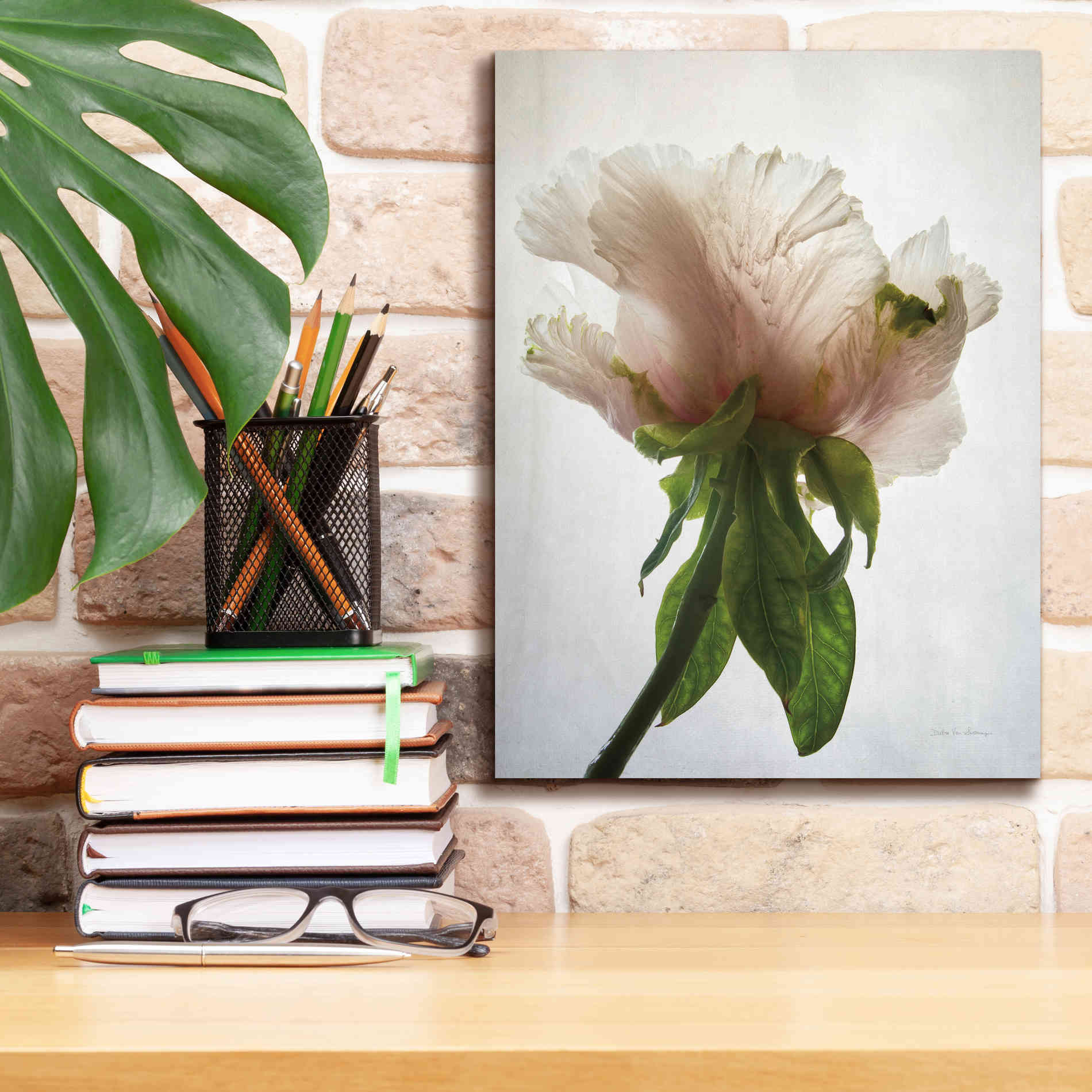 'Translucent Peony VII' by Debra Van Swearingen, Canvas Wall Art,12 x 16