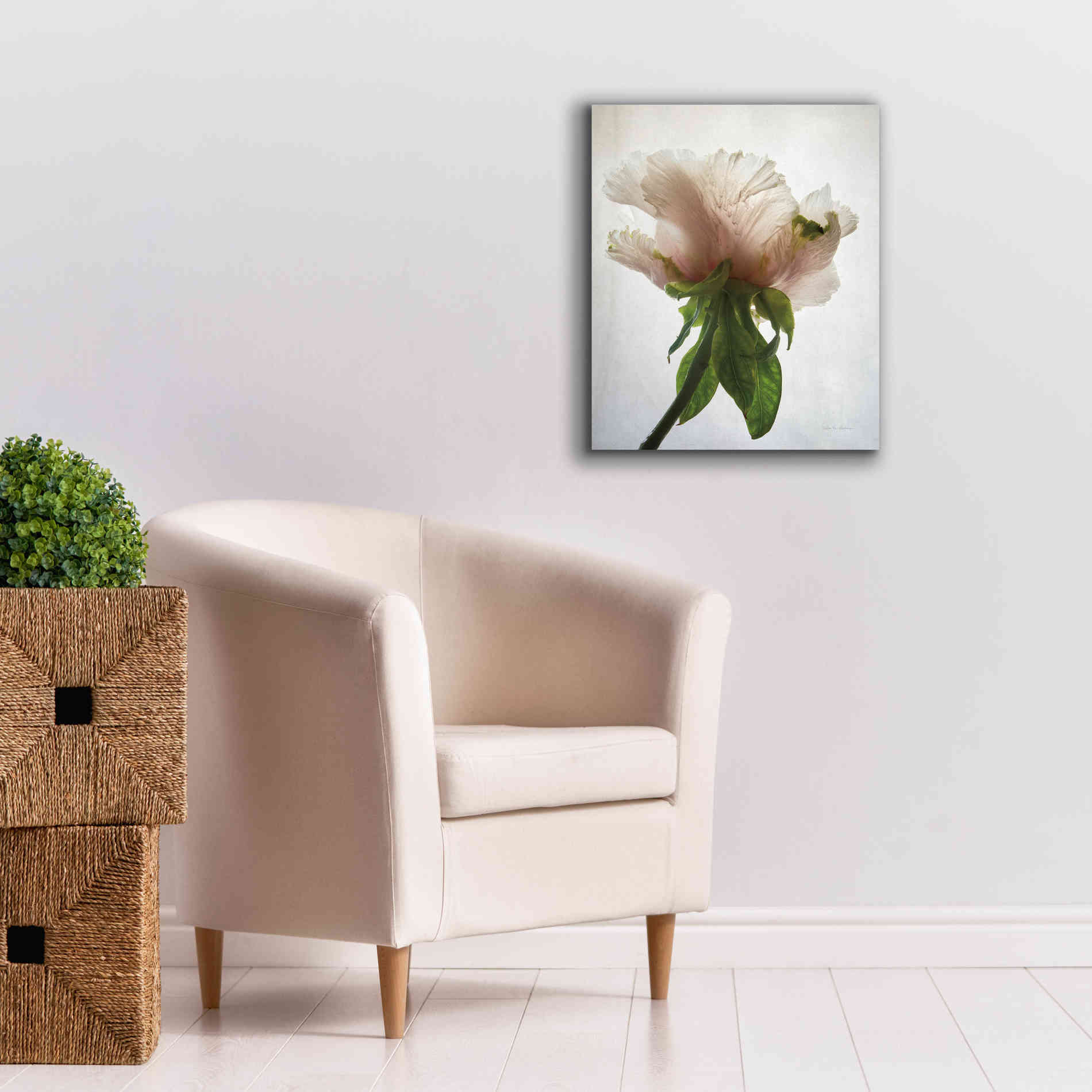 'Translucent Peony VII' by Debra Van Swearingen, Canvas Wall Art,20 x 24