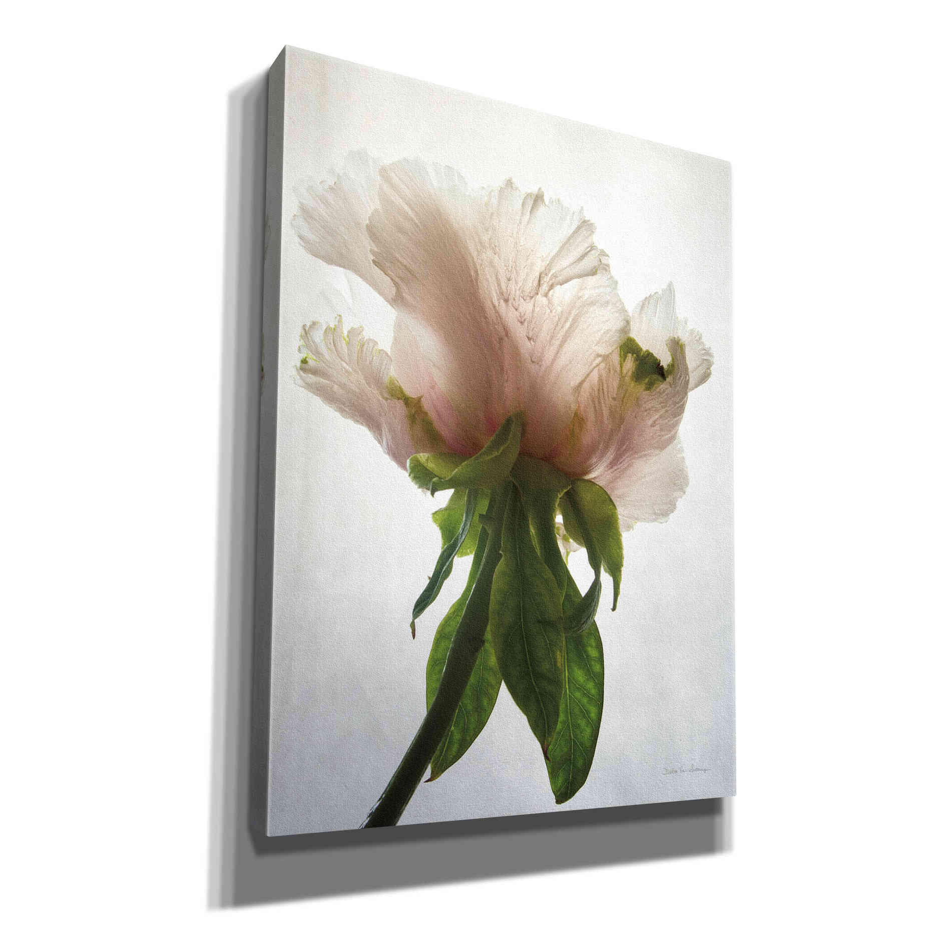 'Translucent Peony VII' by Debra Van Swearingen, Canvas Wall Art,12x16x1.1x0,20x24x1.1x0,26x30x1.74x0,40x54x1.74x0