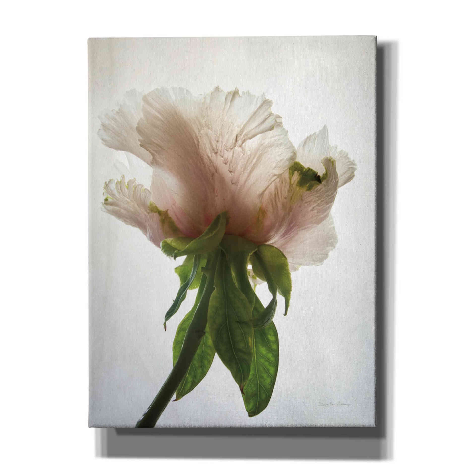 'Translucent Peony VII' by Debra Van Swearingen, Canvas Wall Art,12x16x1.1x0,20x24x1.1x0,26x30x1.74x0,40x54x1.74x0