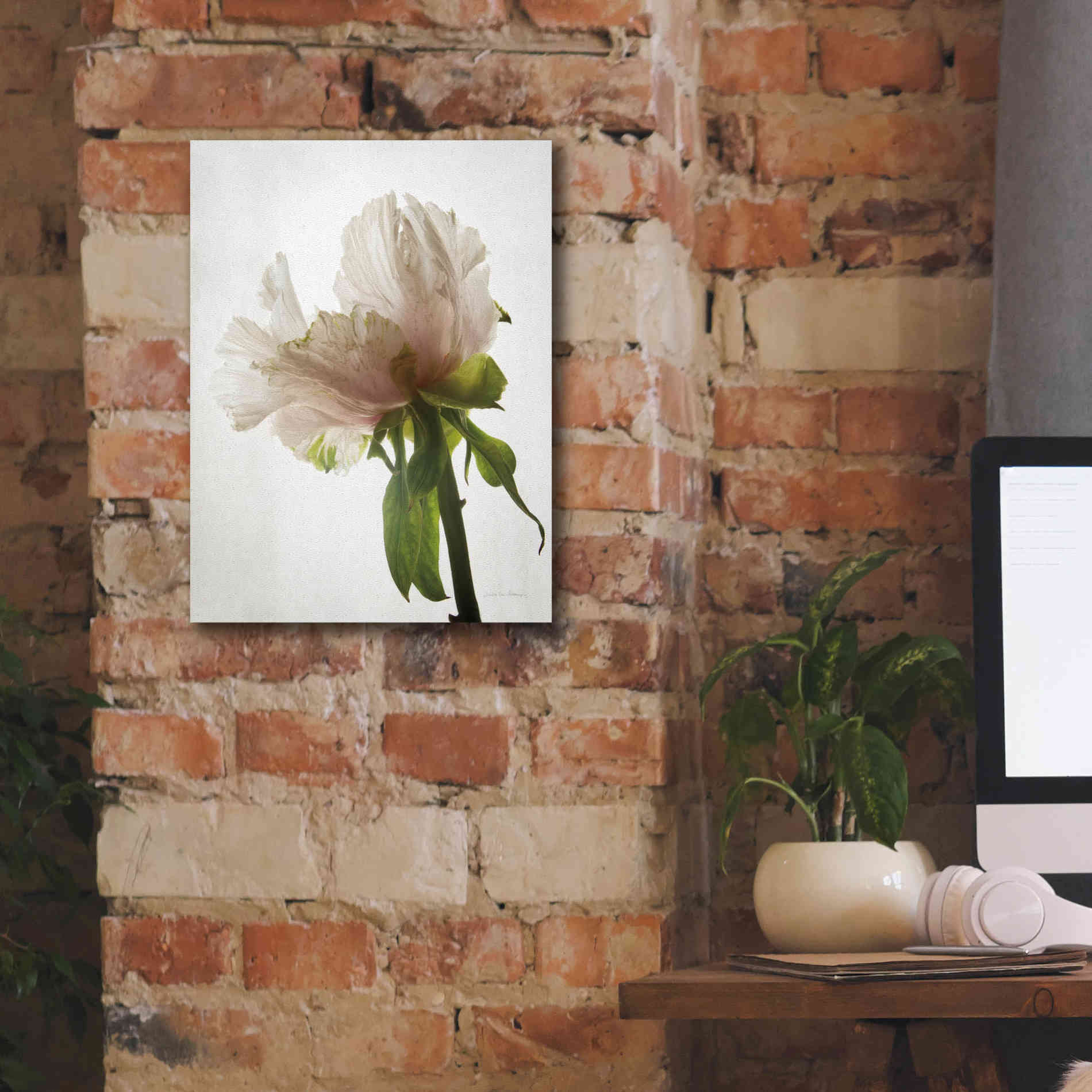 'Translucent Peony VIII' by Debra Van Swearingen, Canvas Wall Art,12 x 16