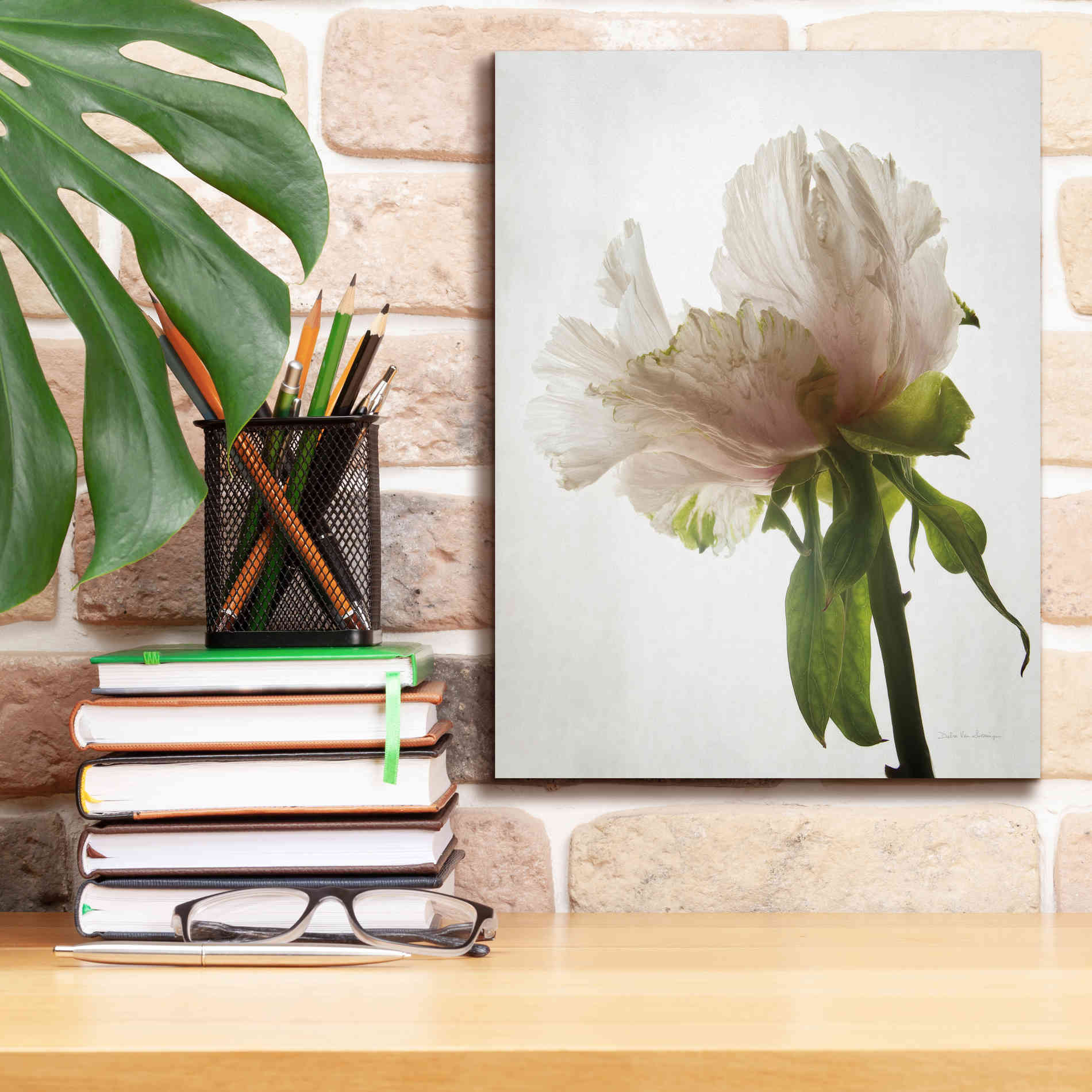 'Translucent Peony VIII' by Debra Van Swearingen, Canvas Wall Art,12 x 16