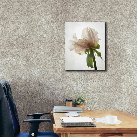 Image of 'Translucent Peony VIII' by Debra Van Swearingen, Canvas Wall Art,20 x 24