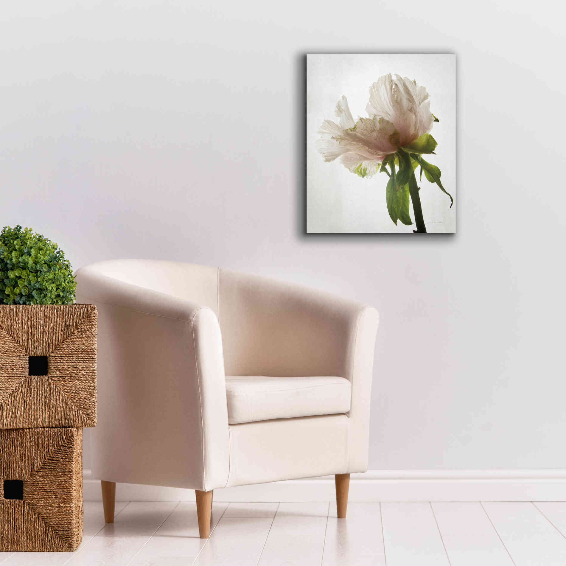 'Translucent Peony VIII' by Debra Van Swearingen, Canvas Wall Art,20 x 24