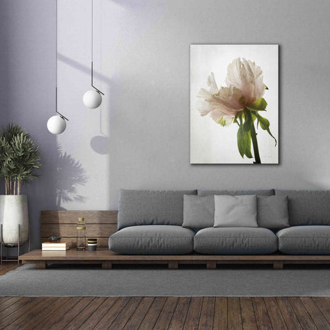 Image of 'Translucent Peony VIII' by Debra Van Swearingen, Canvas Wall Art,40 x 54