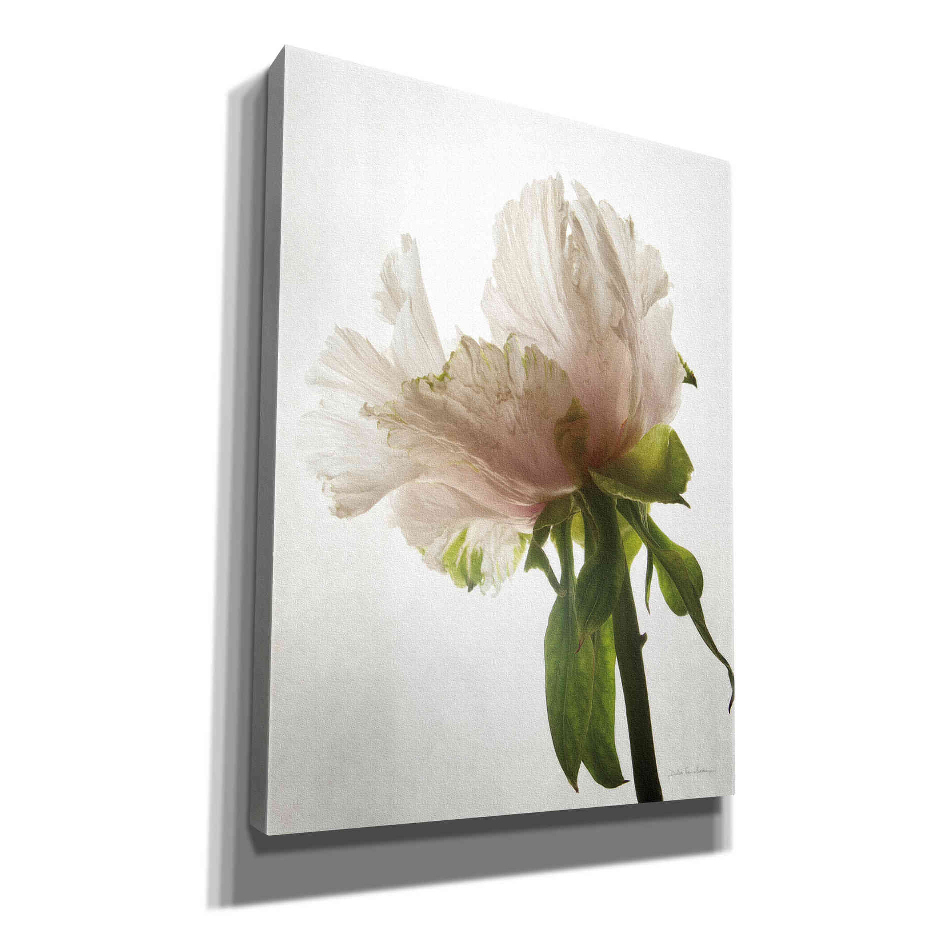 'Translucent Peony VIII' by Debra Van Swearingen, Canvas Wall Art,12x16x1.1x0,20x24x1.1x0,26x30x1.74x0,40x54x1.74x0