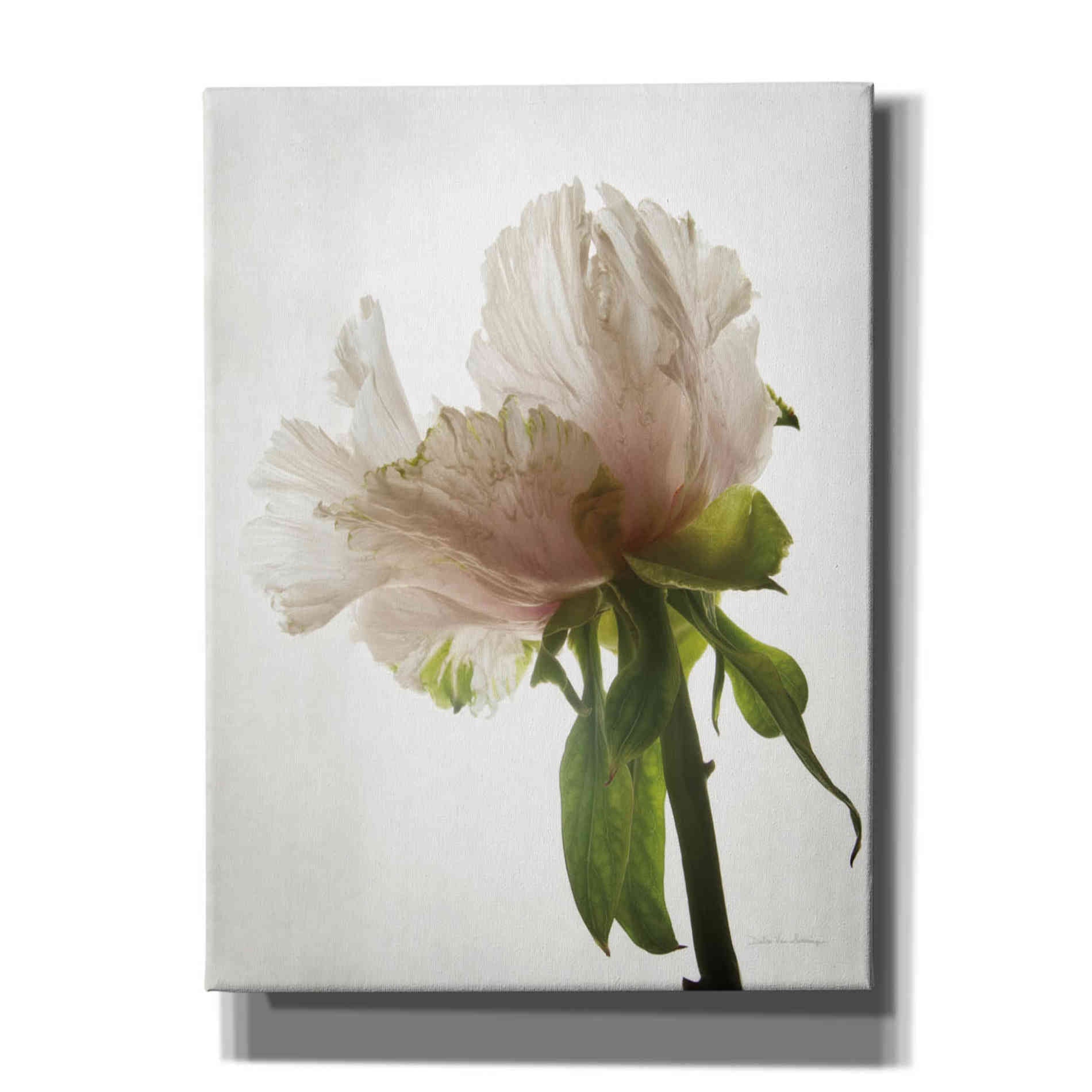 'Translucent Peony VIII' by Debra Van Swearingen, Canvas Wall Art,12x16x1.1x0,20x24x1.1x0,26x30x1.74x0,40x54x1.74x0