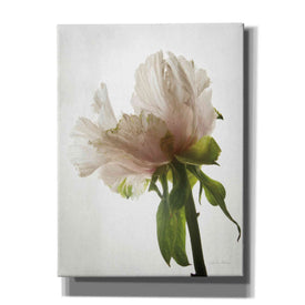 'Translucent Peony VIII' by Debra Van Swearingen, Canvas Wall Art,12x16x1.1x0,20x24x1.1x0,26x30x1.74x0,40x54x1.74x0