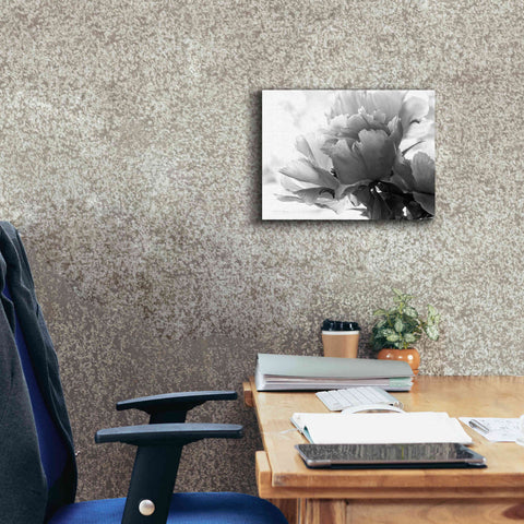 Image of 'Translucent Peony IBW' by Debra Van Swearingen, Canvas Wall Art,16 x 12