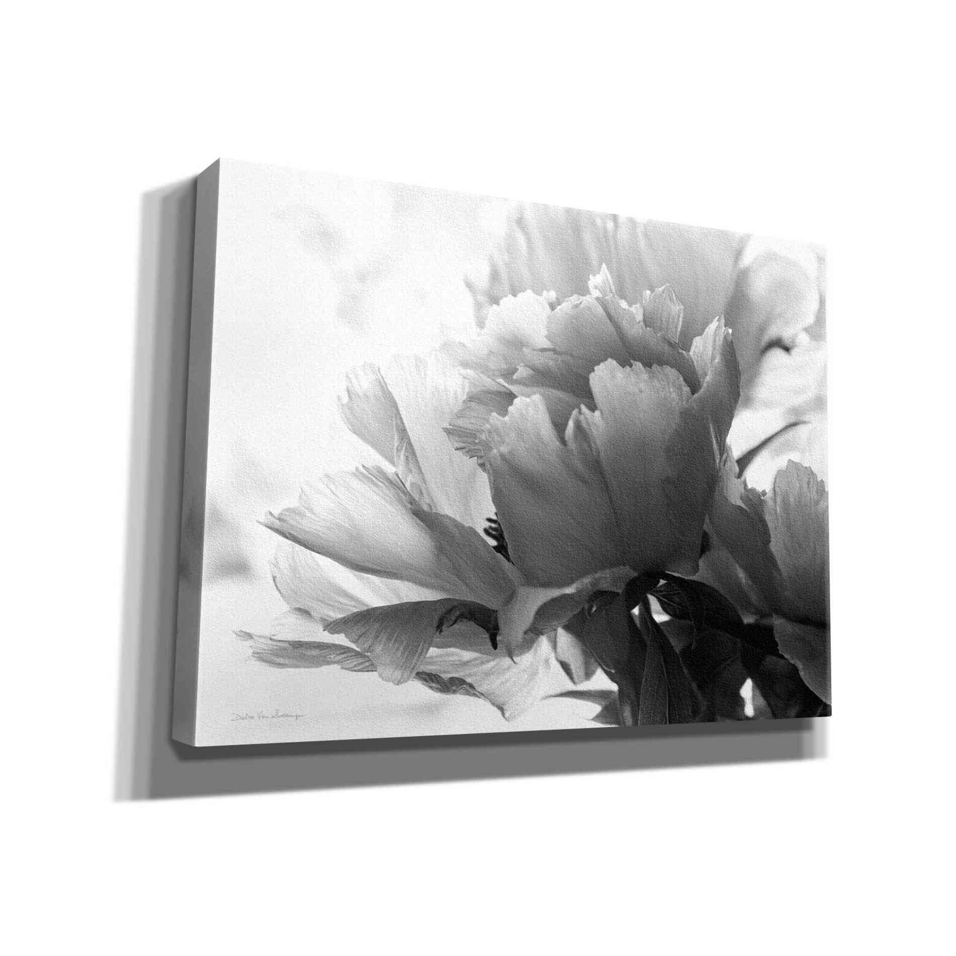 'Translucent Peony IBW' by Debra Van Swearingen, Canvas Wall Art,16x12x1.1x0,26x18x1.1x0,34x26x1.74x0,54x40x1.74x0