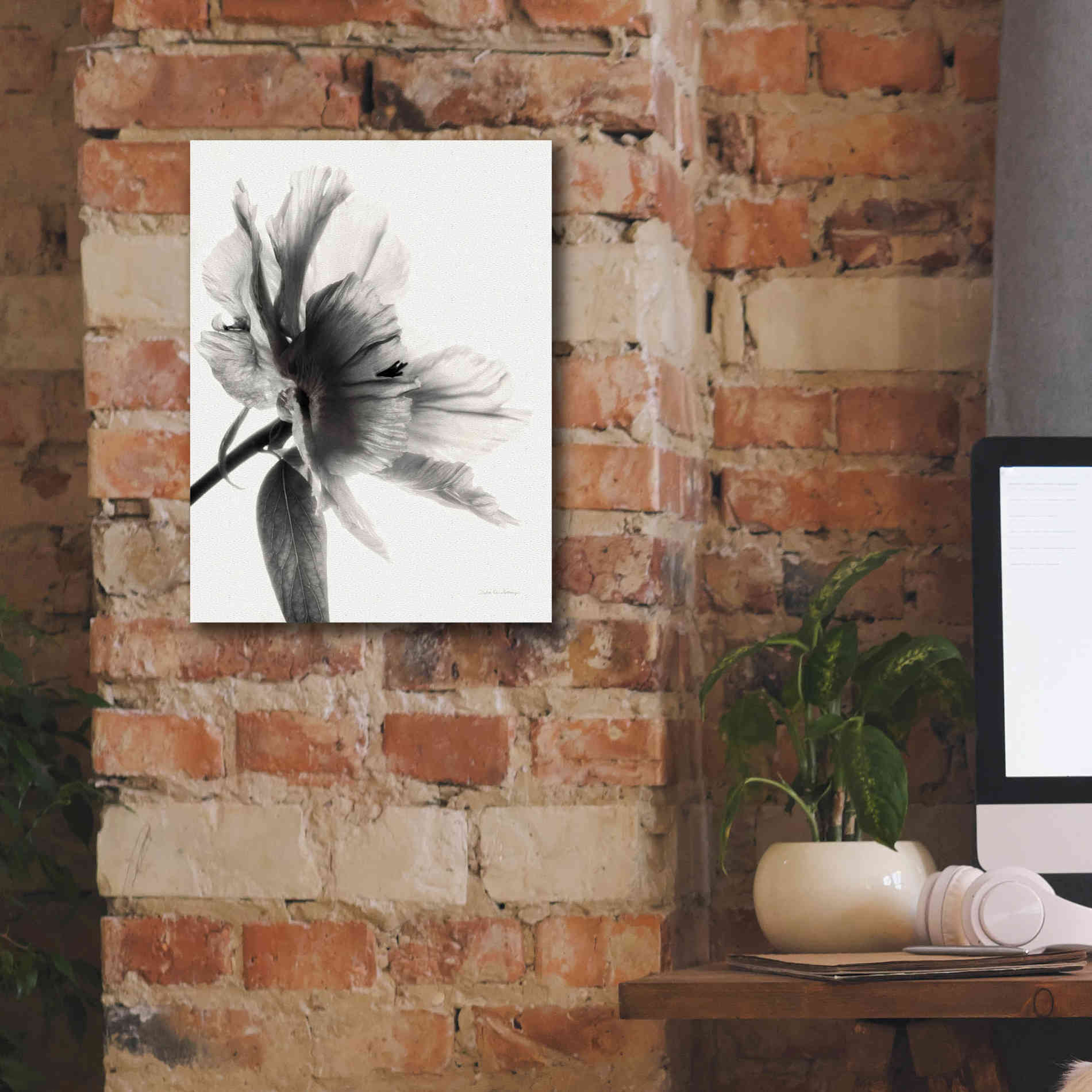 'Translucent Peony IIBW' by Debra Van Swearingen, Canvas Wall Art,12 x 16