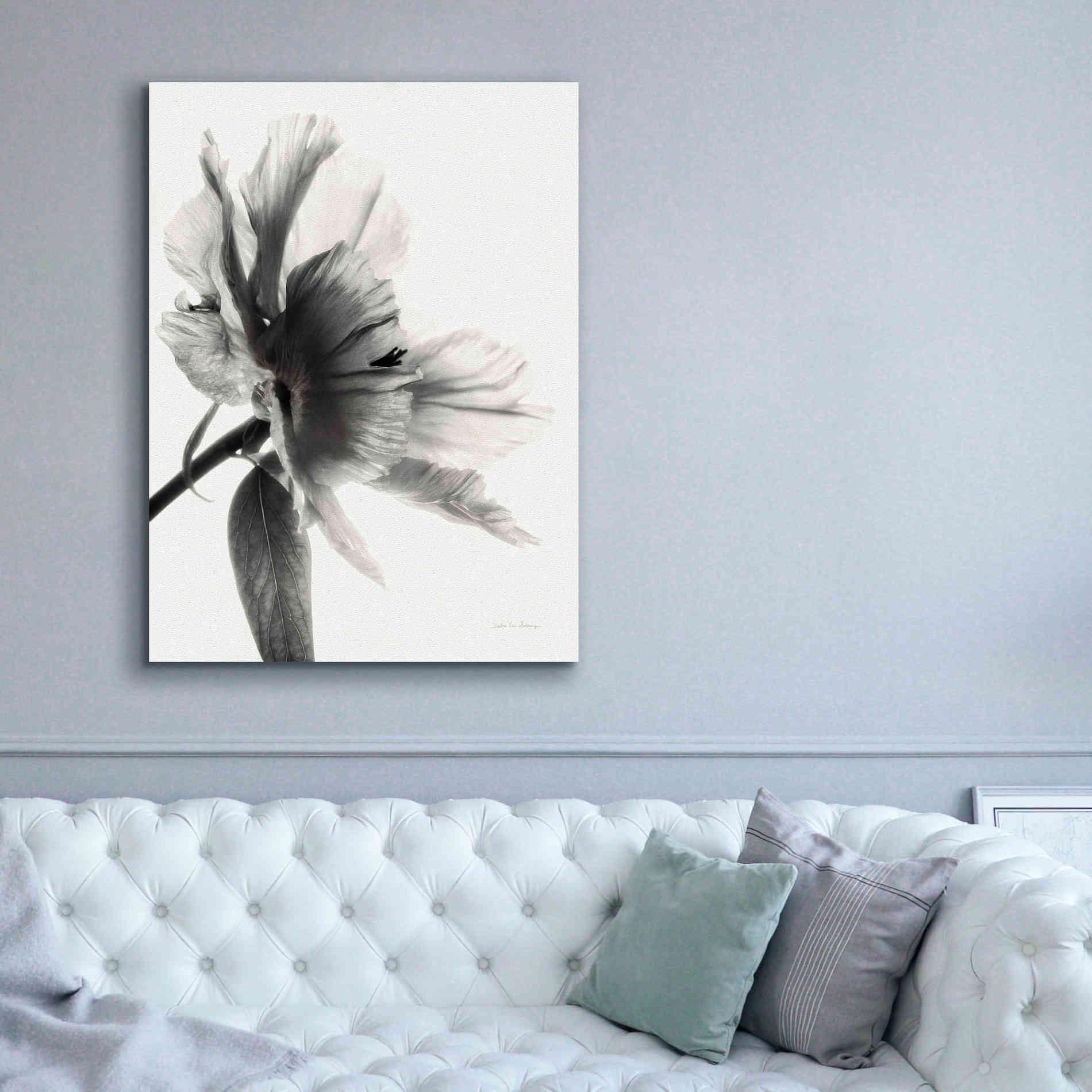 'Translucent Peony IIBW' by Debra Van Swearingen, Canvas Wall Art,40 x 54