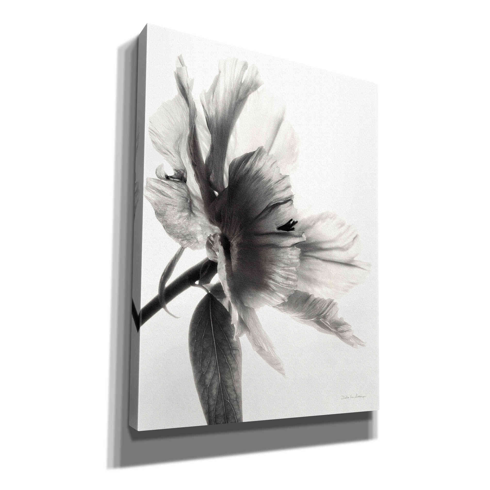'Translucent Peony IIBW' by Debra Van Swearingen, Canvas Wall Art,12x16x1.1x0,20x24x1.1x0,26x30x1.74x0,40x54x1.74x0