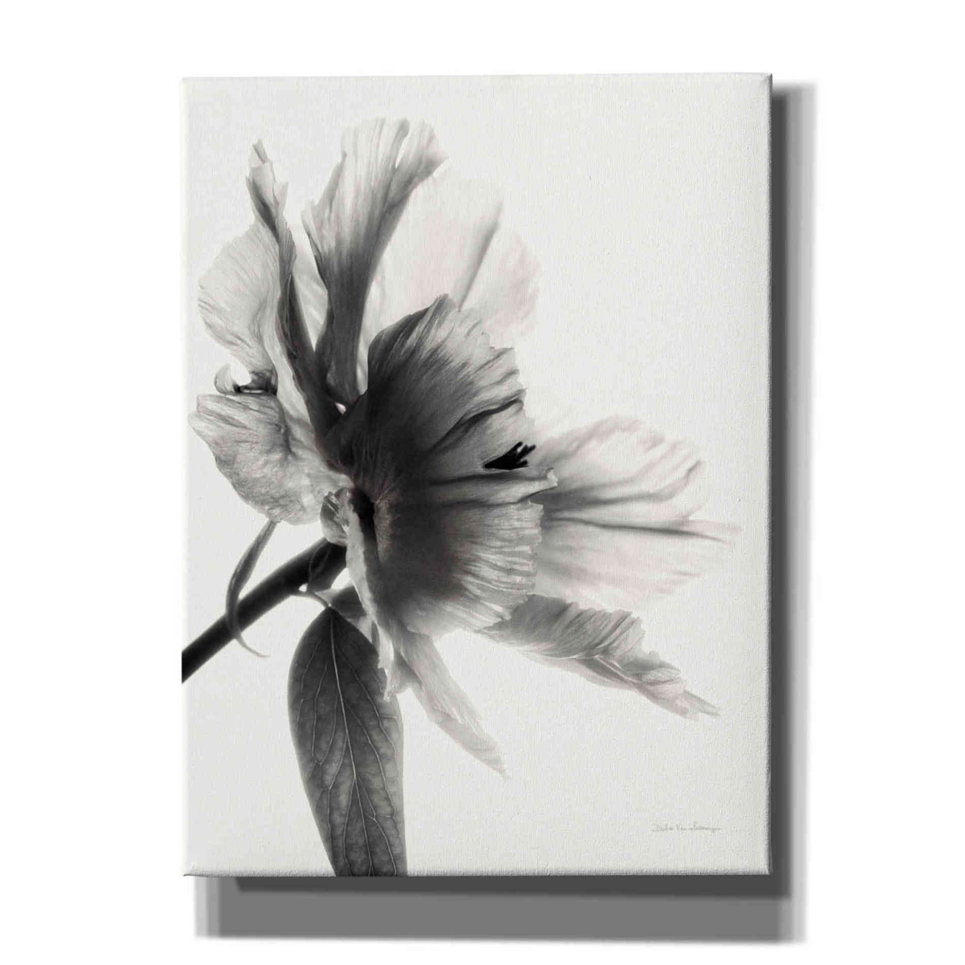 'Translucent Peony IIBW' by Debra Van Swearingen, Canvas Wall Art,12x16x1.1x0,20x24x1.1x0,26x30x1.74x0,40x54x1.74x0
