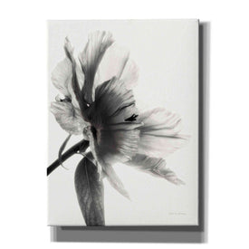 'Translucent Peony IIBW' by Debra Van Swearingen, Canvas Wall Art,12x16x1.1x0,20x24x1.1x0,26x30x1.74x0,40x54x1.74x0