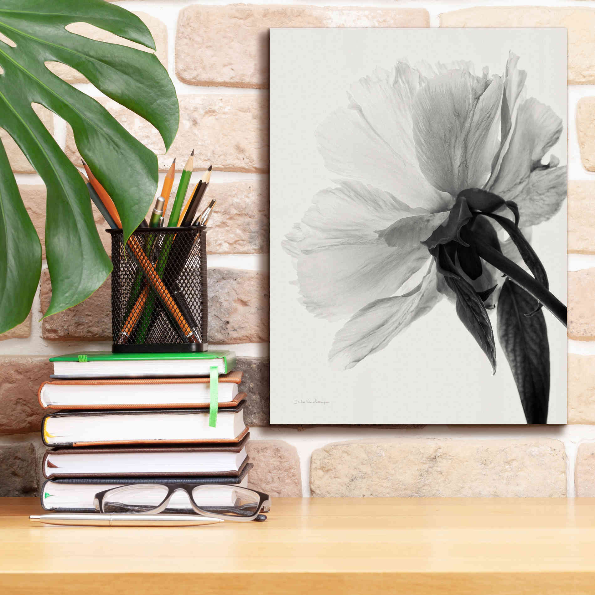 'Translucent Peony IIIBW' by Debra Van Swearingen, Canvas Wall Art,12 x 16