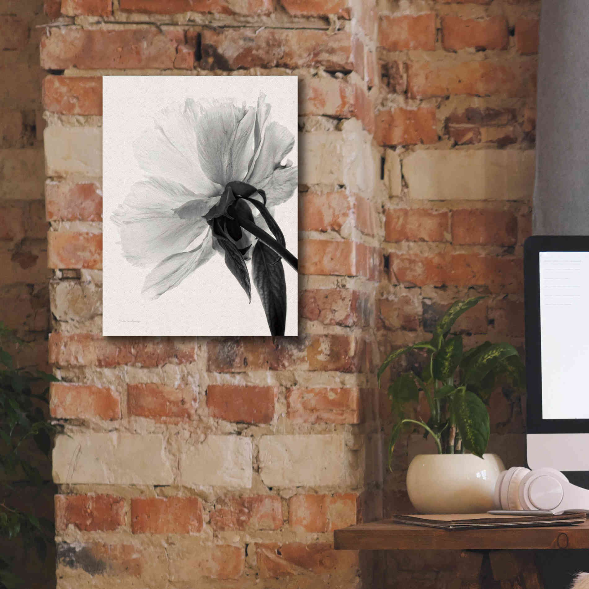 'Translucent Peony IIIBW' by Debra Van Swearingen, Canvas Wall Art,12 x 16