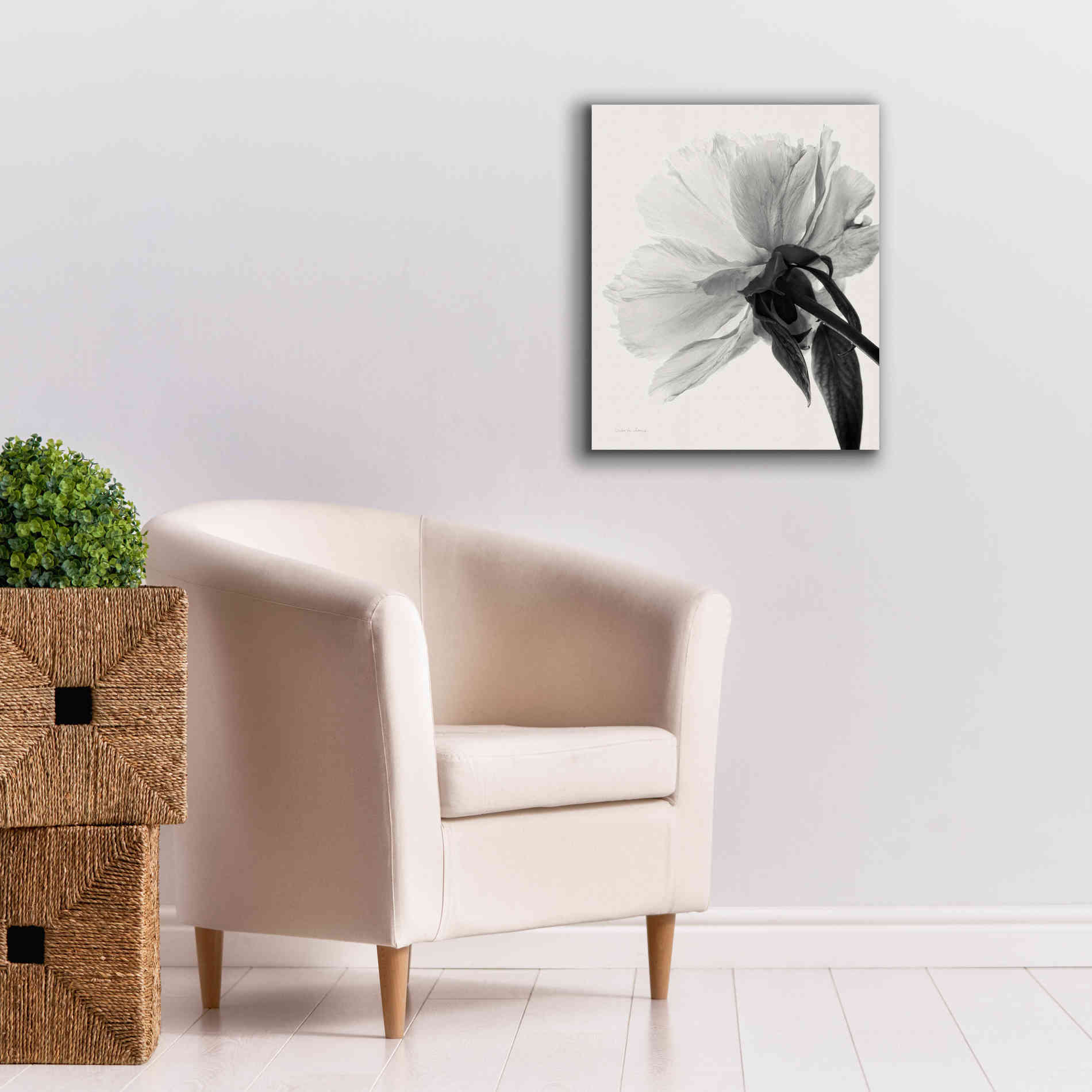 'Translucent Peony IIIBW' by Debra Van Swearingen, Canvas Wall Art,20 x 24