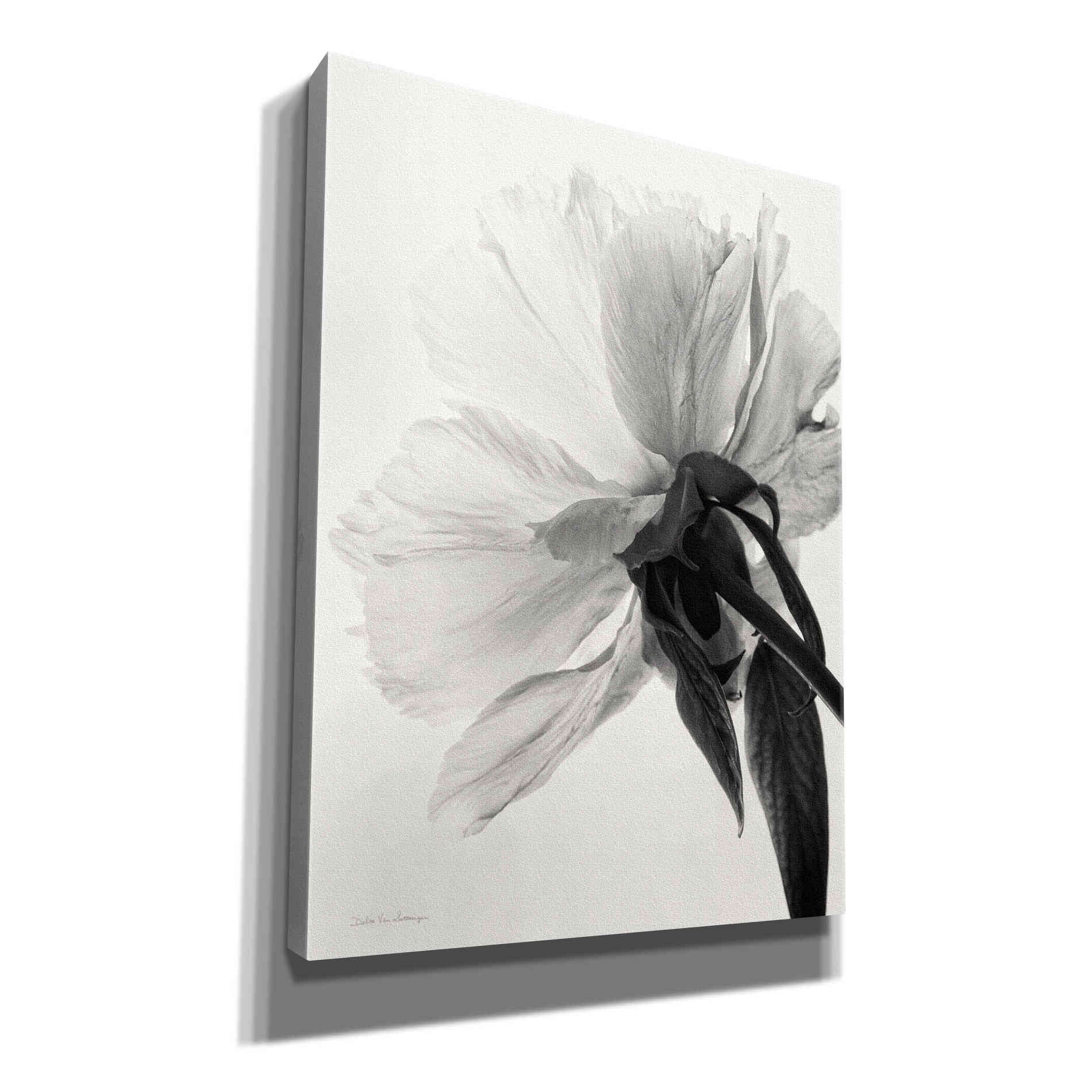 'Translucent Peony IIIBW' by Debra Van Swearingen, Canvas Wall Art,12x16x1.1x0,20x24x1.1x0,26x30x1.74x0,40x54x1.74x0