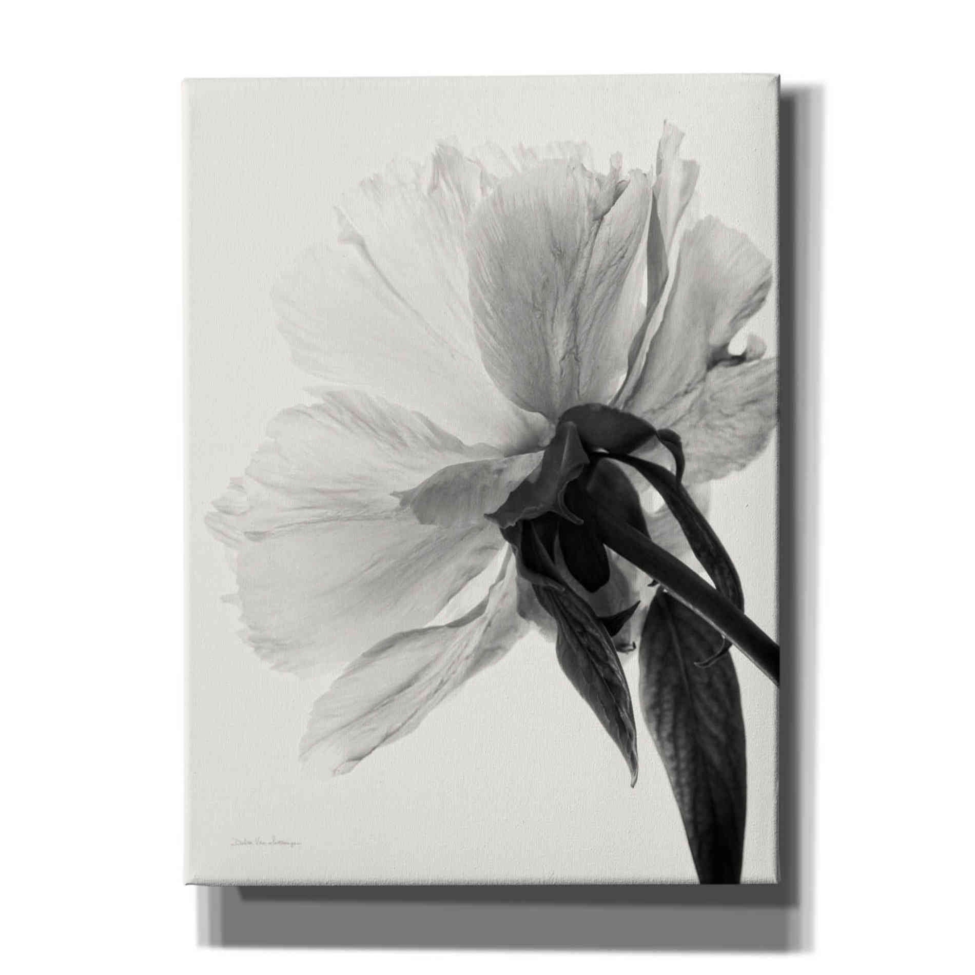 'Translucent Peony IIIBW' by Debra Van Swearingen, Canvas Wall Art,12x16x1.1x0,20x24x1.1x0,26x30x1.74x0,40x54x1.74x0