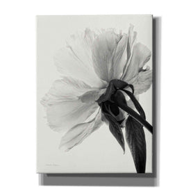 'Translucent Peony IIIBW' by Debra Van Swearingen, Canvas Wall Art,12x16x1.1x0,20x24x1.1x0,26x30x1.74x0,40x54x1.74x0