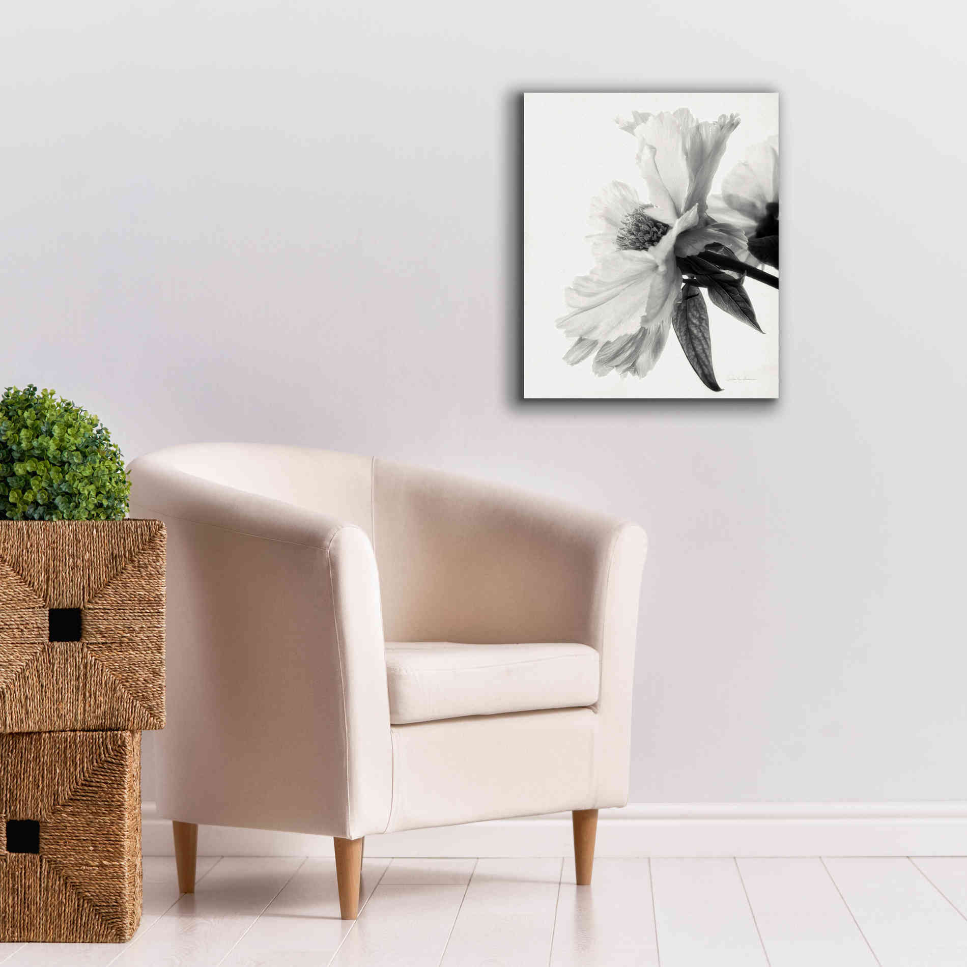 'Translucent Peony IVBW' by Debra Van Swearingen, Canvas Wall Art,20 x 24