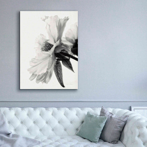 Image of 'Translucent Peony IVBW' by Debra Van Swearingen, Canvas Wall Art,40 x 54