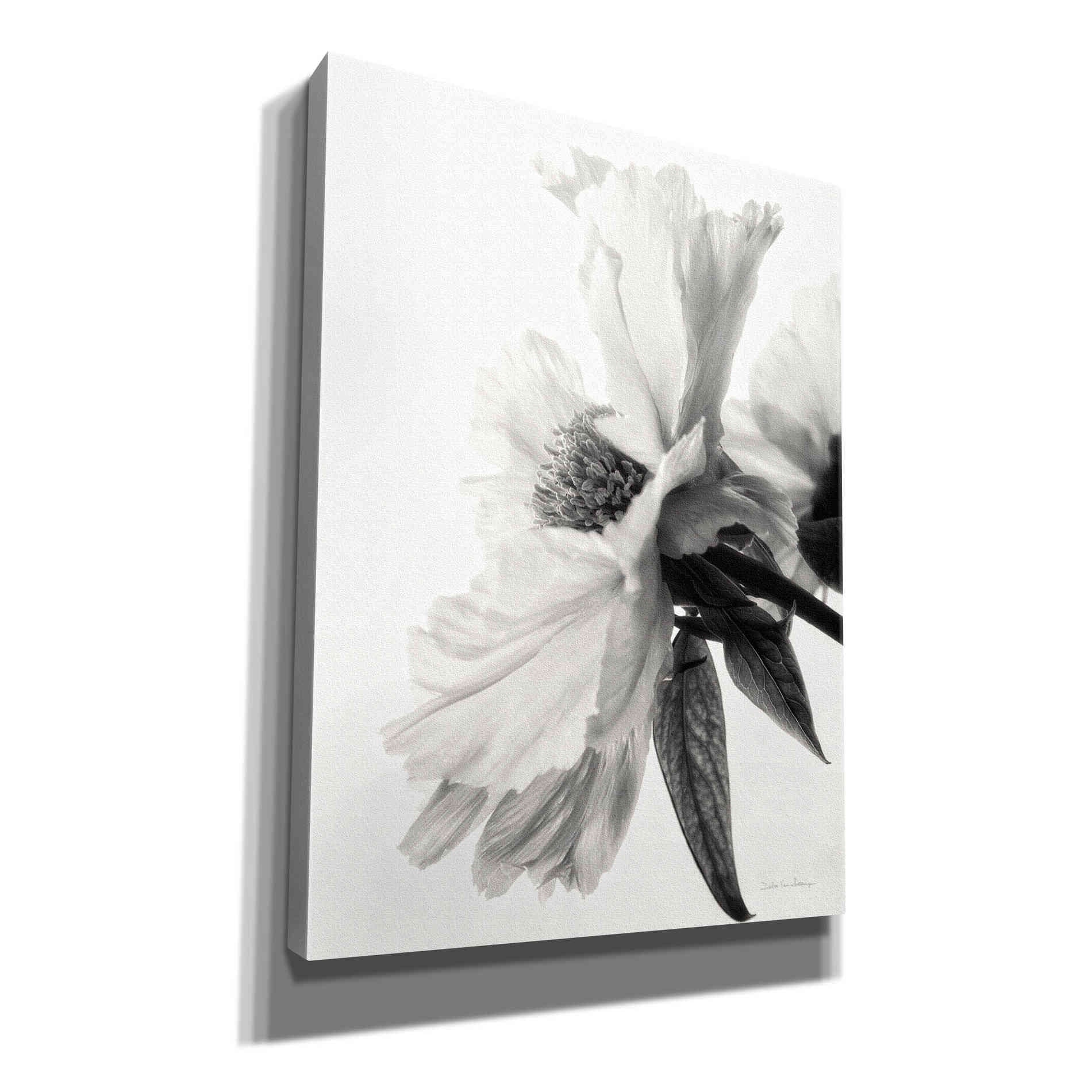 'Translucent Peony IVBW' by Debra Van Swearingen, Canvas Wall Art,12x16x1.1x0,20x24x1.1x0,26x30x1.74x0,40x54x1.74x0