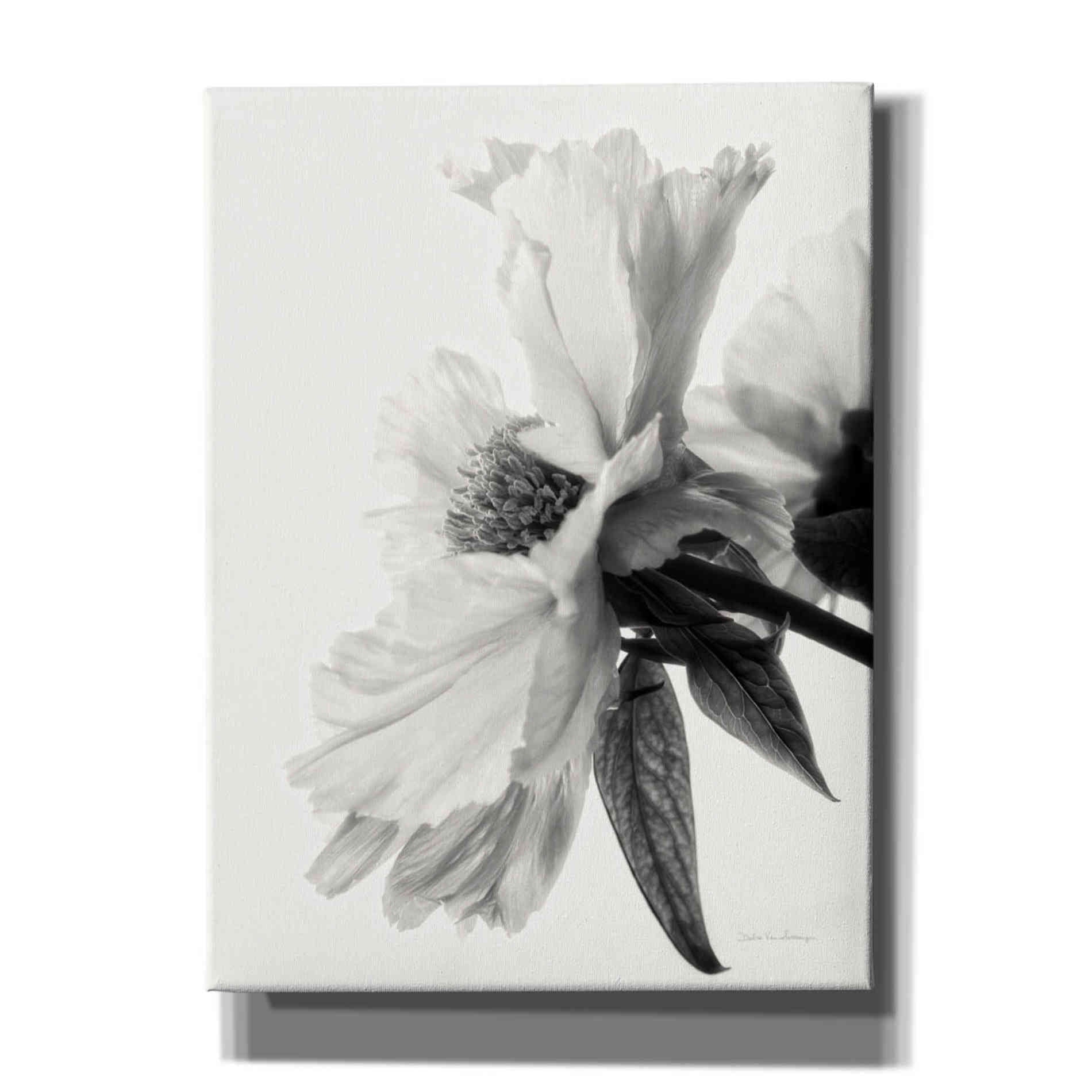 'Translucent Peony IVBW' by Debra Van Swearingen, Canvas Wall Art,12x16x1.1x0,20x24x1.1x0,26x30x1.74x0,40x54x1.74x0