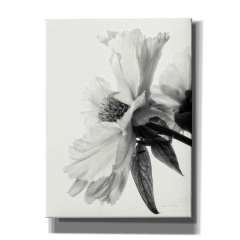 Image of 'Translucent Peony IVBW' by Debra Van Swearingen, Canvas Wall Art,12x16x1.1x0,20x24x1.1x0,26x30x1.74x0,40x54x1.74x0