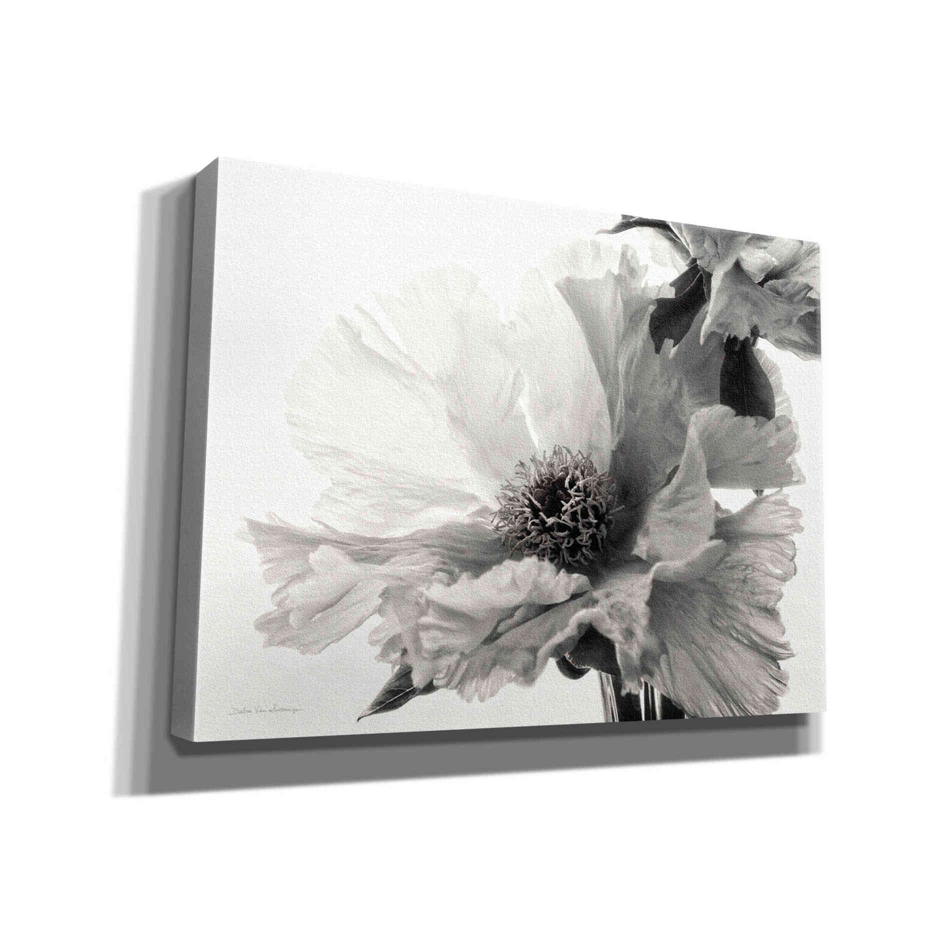 'Translucent Peony VBW' by Debra Van Swearingen, Canvas Wall Art,16x12x1.1x0,24x20x1.1x0,30x26x1.74x0,54x40x1.74x0
