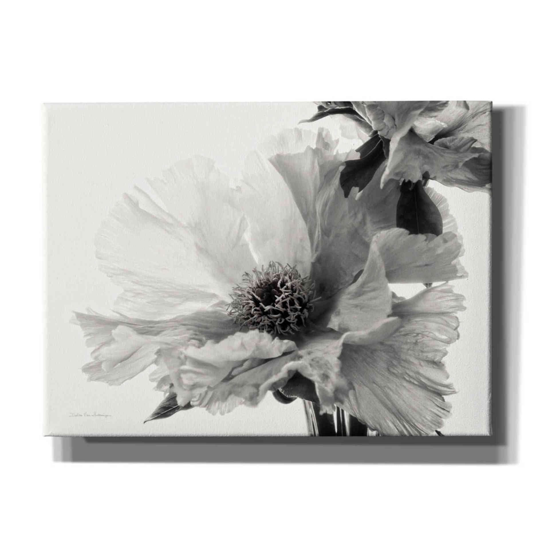 'Translucent Peony VBW' by Debra Van Swearingen, Canvas Wall Art,16x12x1.1x0,24x20x1.1x0,30x26x1.74x0,54x40x1.74x0