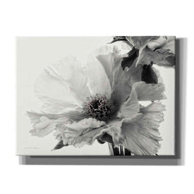 'Translucent Peony VBW' by Debra Van Swearingen, Canvas Wall Art,16x12x1.1x0,24x20x1.1x0,30x26x1.74x0,54x40x1.74x0