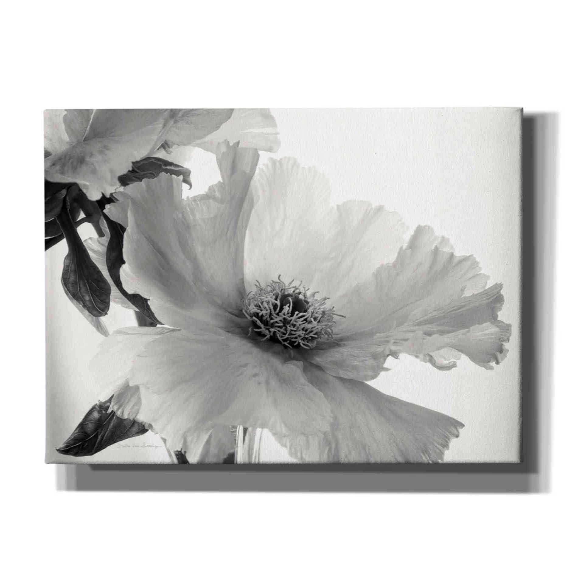 'Translucent Peony VIBW' by Debra Van Swearingen, Canvas Wall Art,16x12x1.1x0,26x18x1.1x0,34x26x1.74x0,54x40x1.74x0