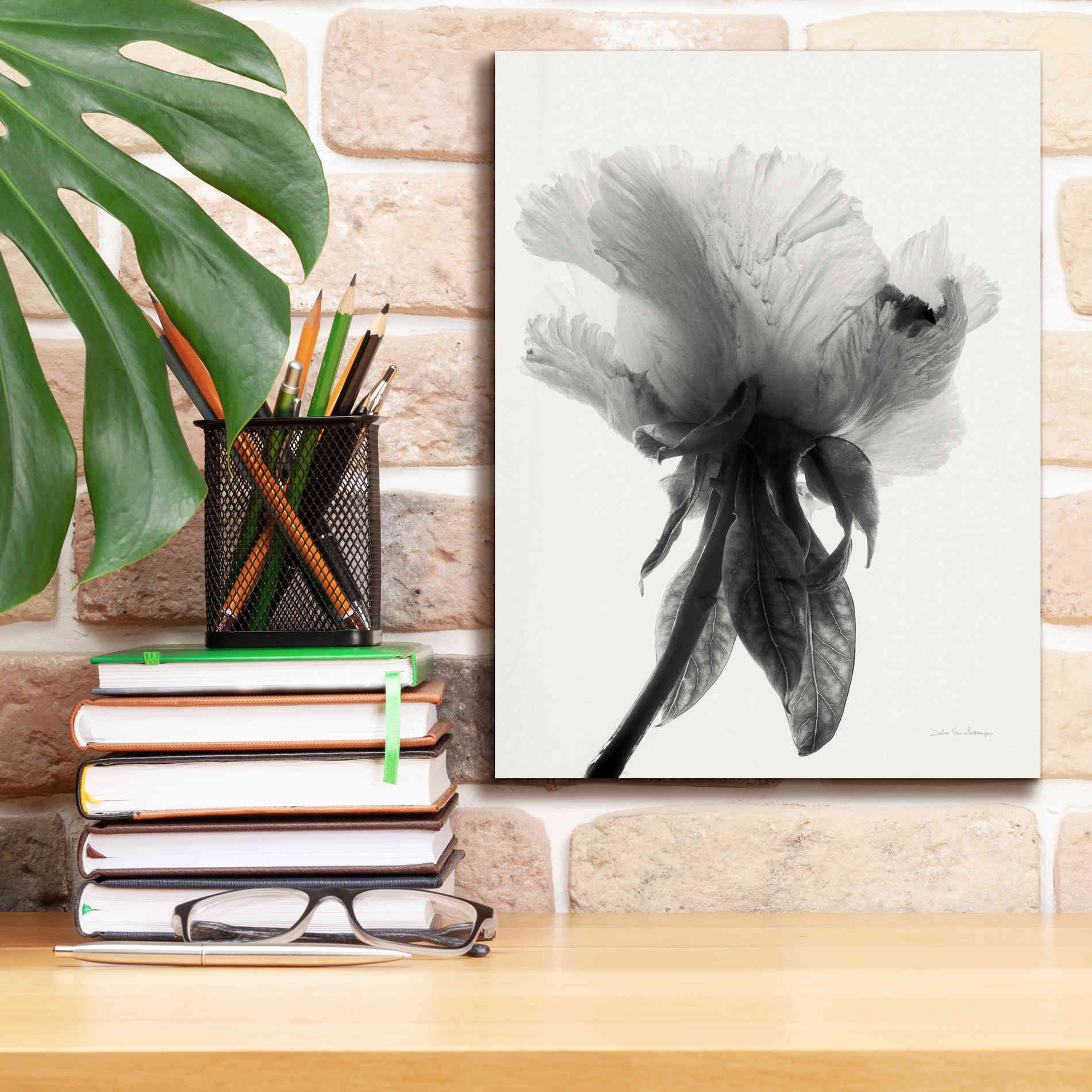 'Translucent Peony VIIBW' by Debra Van Swearingen, Canvas Wall Art,12 x 16