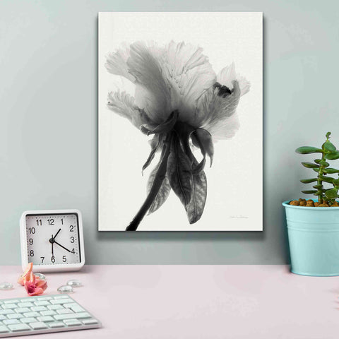 Image of 'Translucent Peony VIIBW' by Debra Van Swearingen, Canvas Wall Art,12 x 16