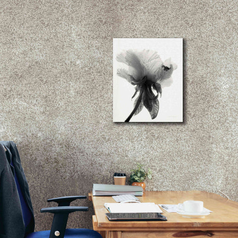 Image of 'Translucent Peony VIIBW' by Debra Van Swearingen, Canvas Wall Art,20 x 24