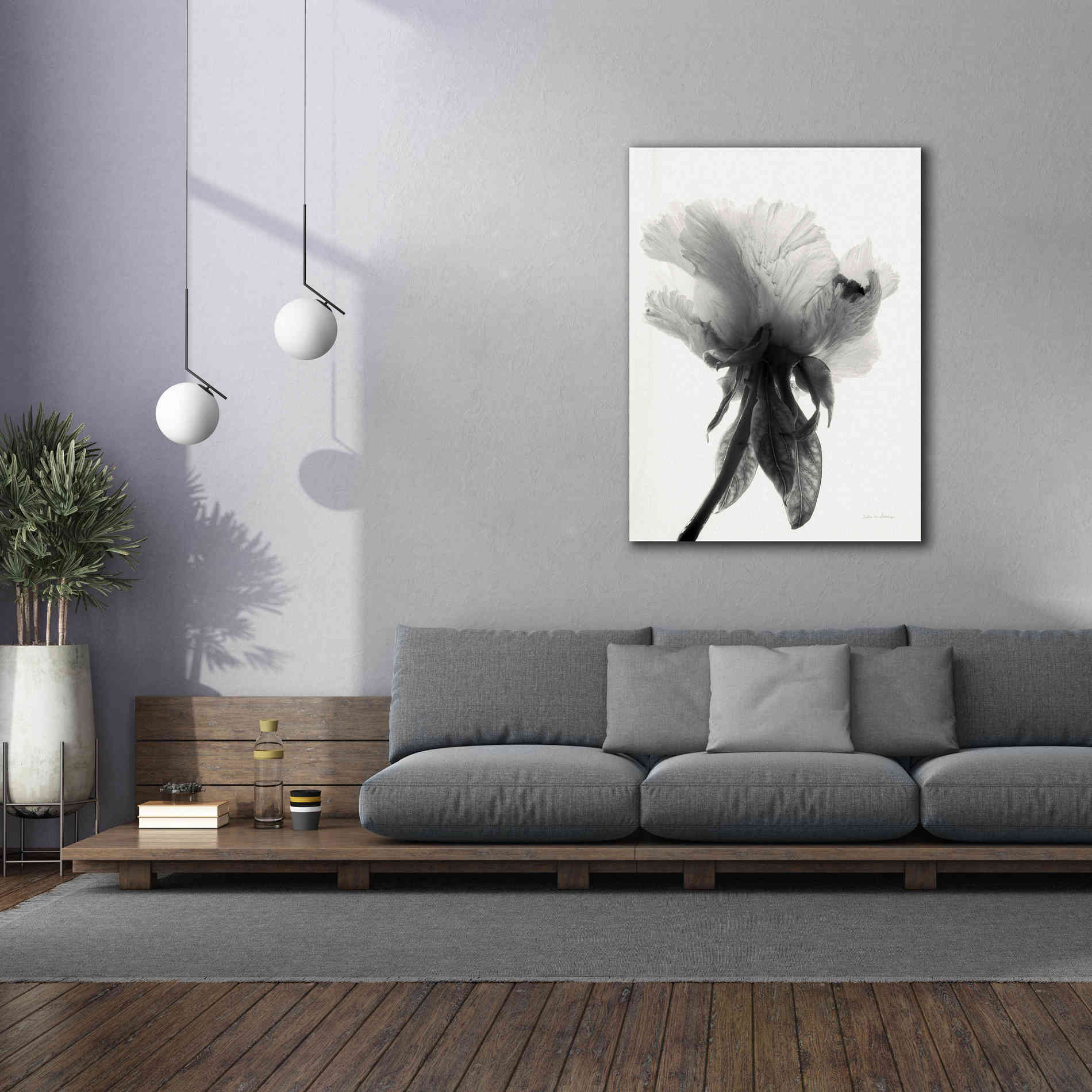 'Translucent Peony VIIBW' by Debra Van Swearingen, Canvas Wall Art,40 x 54