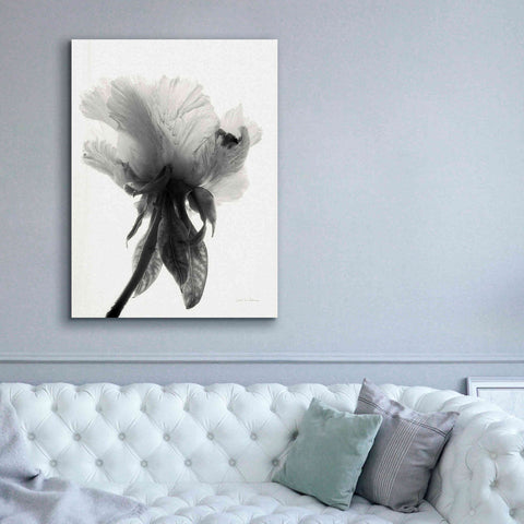 Image of 'Translucent Peony VIIBW' by Debra Van Swearingen, Canvas Wall Art,40 x 54